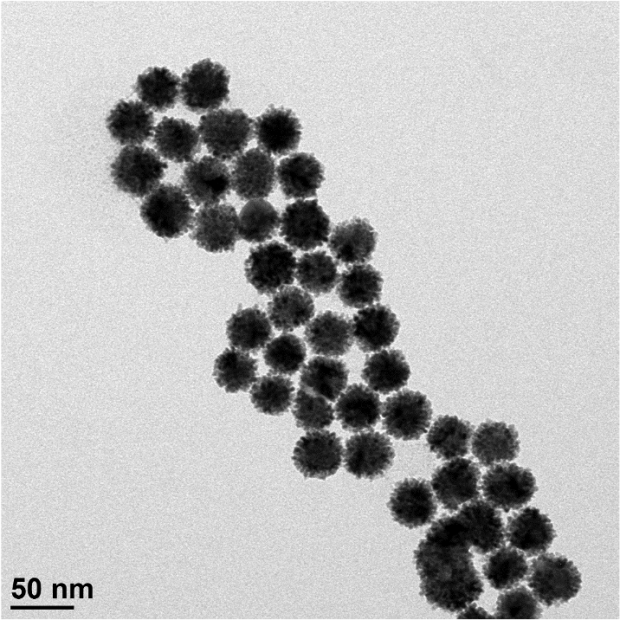 aupt TEM.png aupt TEM.png